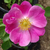 Alb - Trandafir pentru straturi Floribunda - Haliday